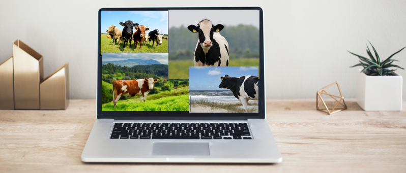 Laptop mit Bildern von Kühen