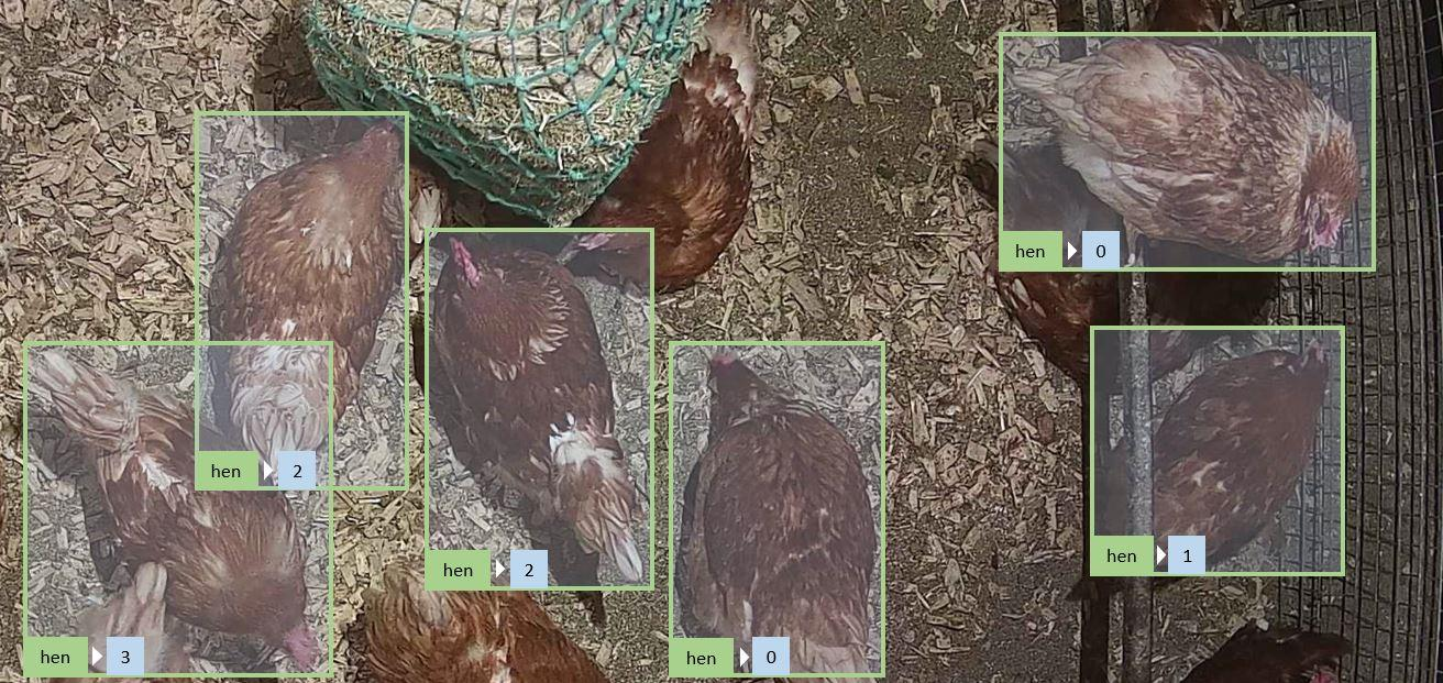 Hühner werden mit einem digitalen Rechteck markiert