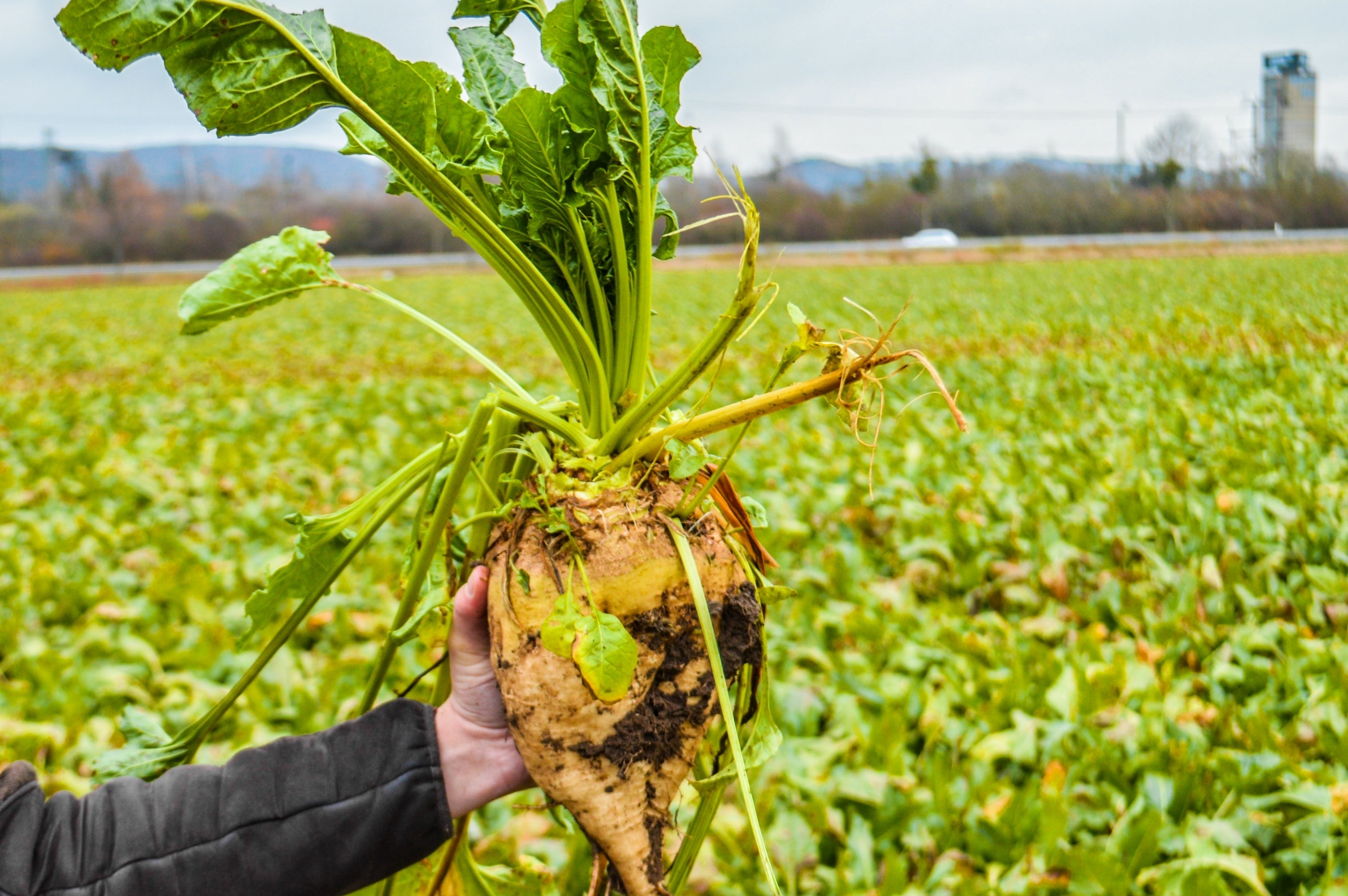 Eine ausgewachsene Zuckerrübe kurz vor der Ernte.