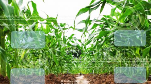 Vorschau-Bild zu Landwirtschaft: Entwicklung praktisch einsetzbarer Verfahren und Werkzeuge