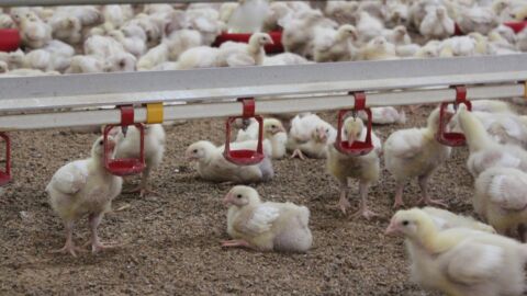 Hühner auf dem Boden eines Stalls