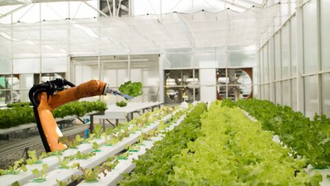 Roboterarm in einem Gewächshaus