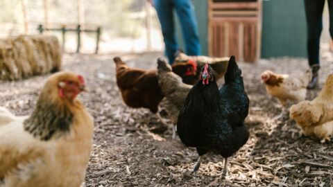 Vorschau-Bild zu Digitalisierung der Nutzgeflügelhaltung - Masthuhn