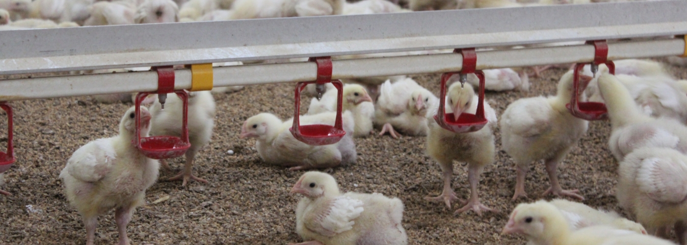 Hühner auf dem Boden eines Stalls