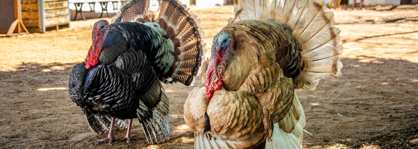Titelbild zu Tierwohlorientiertes Licht - Management - Puten