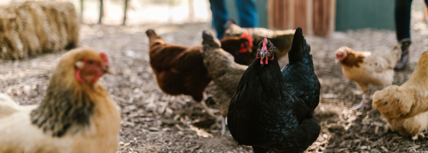 Titelbild zu Digitalisierung der Nutzgeflügelhaltung - Masthuhn